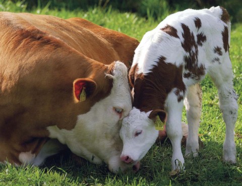 Mum and baby cow